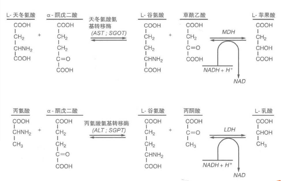 一文读懂肝功能检测：ALT、AST、ALP、GGT究竟怎么看？