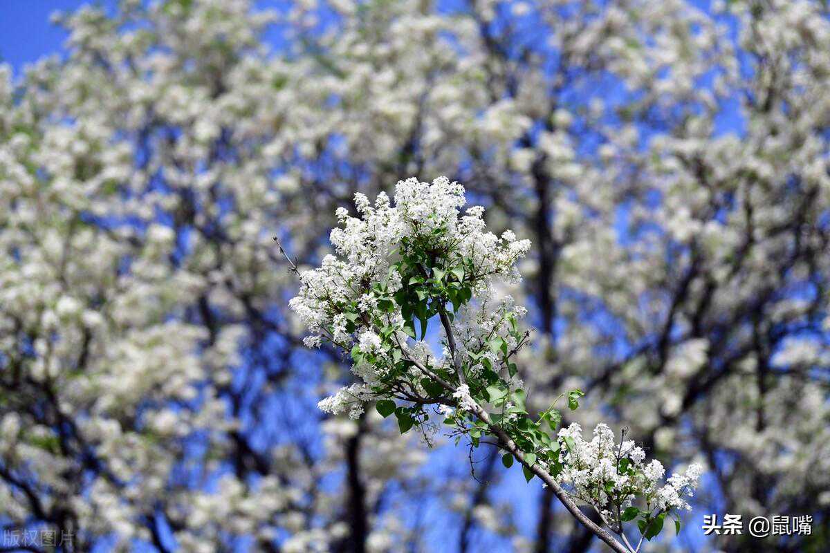 《史记》原文 译文（七十五）