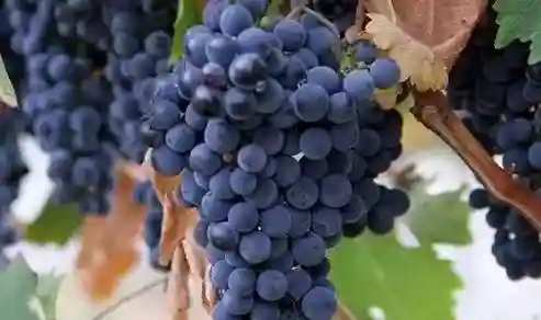 葡萄酒小知识 - 仙粉黛Zinfandel