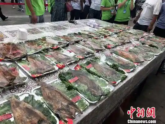 新疆布尔津县举办烤鱼大赛 外国游客品尝后大呼美味
