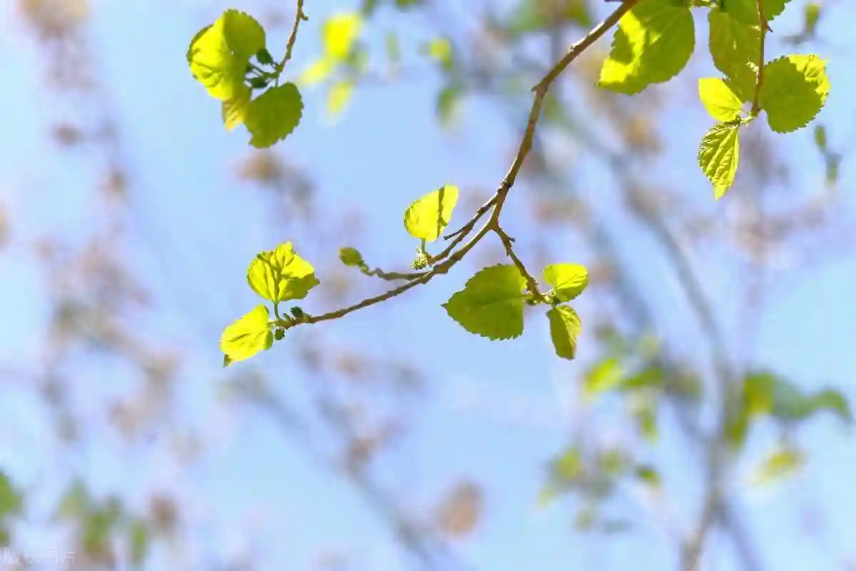 原来我一直都不是你心里最重要的那一个